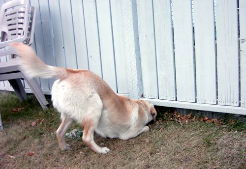 golden retriever dog names. Dog#39;s Name: Major