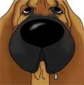 Bloodhound Nose