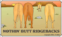Rhodesian Ridgeback Butt