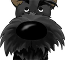 Scottish Terrier Nose