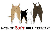 Bull Terrier Butt