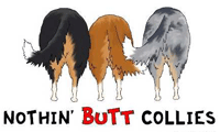 Rough Collie Butt
