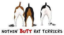 Rat Terrier Butt